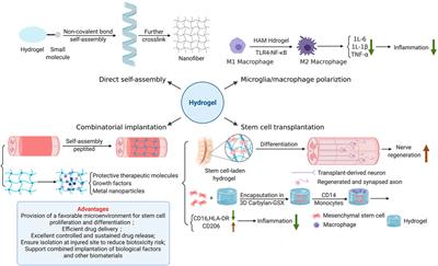 Frontiers | Strategies For Biomaterial-Based Spinal Cord Injury Repair ...